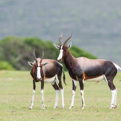 Bontebok